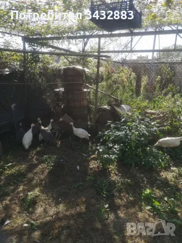 Продавам токачки , снимка 1