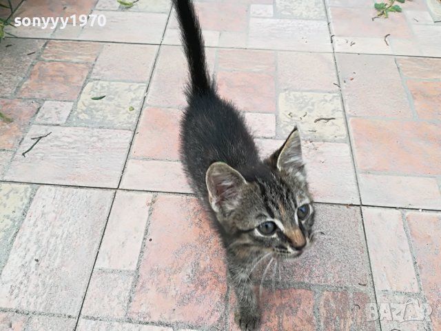 КОТЕ МЯУ МЪР ИВОНКА ВИДИН 0509221551, снимка 10 - Други - 37908082