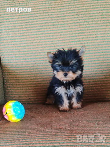 Йоркширски териер, снимка 1