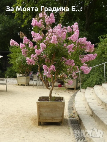 Индийски люляк - Лагерстремия , снимка 8 - Градински цветя и растения - 54032242