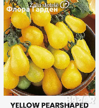 СЕМЕНА - Зеленчуци, билки, подправки, снимка 11 - Сортови семена и луковици - 44792837