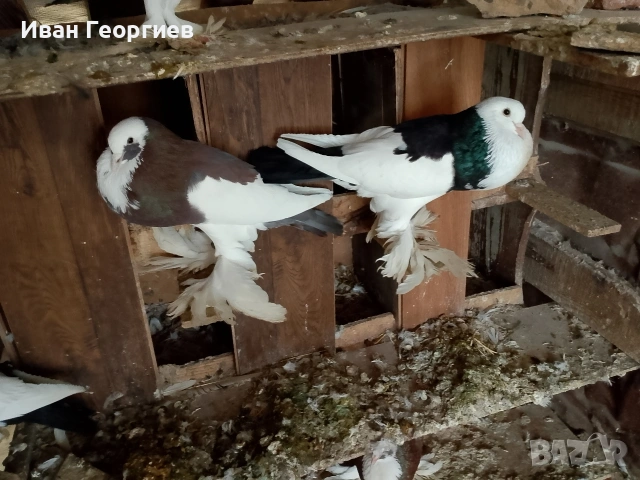 продавам гълъби болани , снимка 5 - Гълъби - 53265936