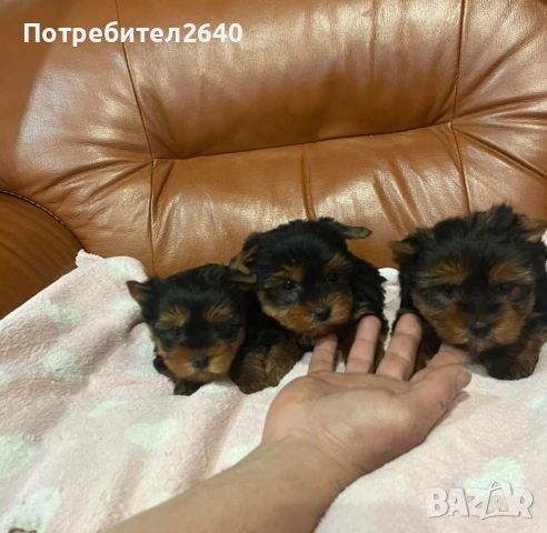 Йоркширски териер-стандарт, снимка 3 - Йоркширски териер - 53142975