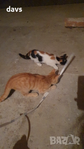 Малки котета – различни шарки, снимка 5 - Други - 51972893
