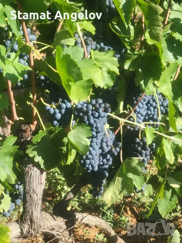 🍇 Продавам качествено грозде Болгар, Мелник 55 и Широка мелнишка – директно от производител, снимка 4 - Домашни продукти - 56160637