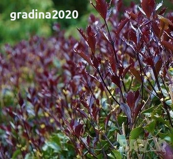 Османтус (Osmanthus purpureus), снимка 3 - Разсади - 53102836