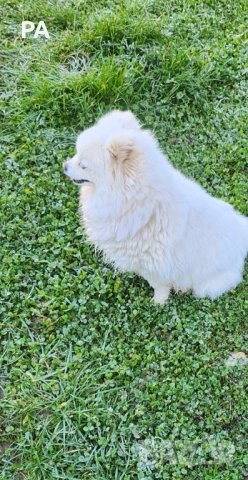 Продавам женски померан , снимка 5 - Померан - 52732304