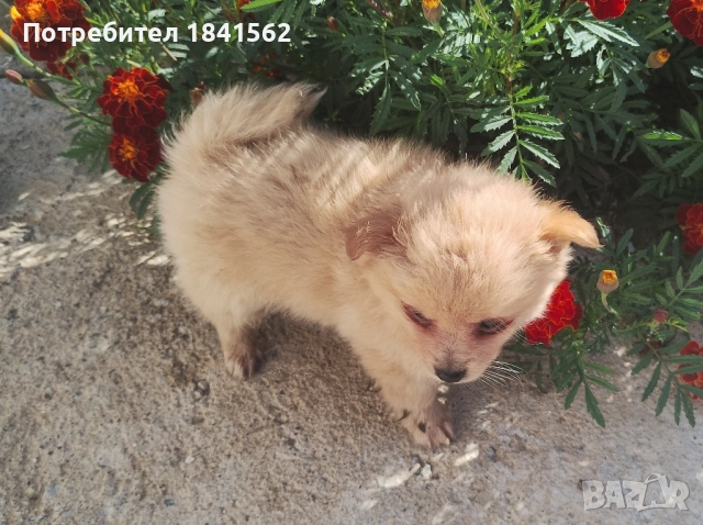 Продава се , снимка 6 - Пинчер - 52245638