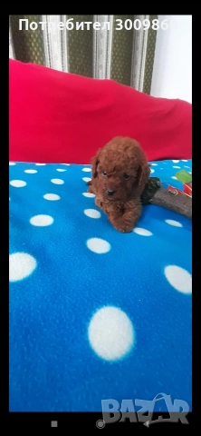 Той пудел , снимка 4 - Пудели - 52921627