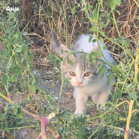 Котета на два месеца и майката на една годинка, снимка 2 - Други - 56168290