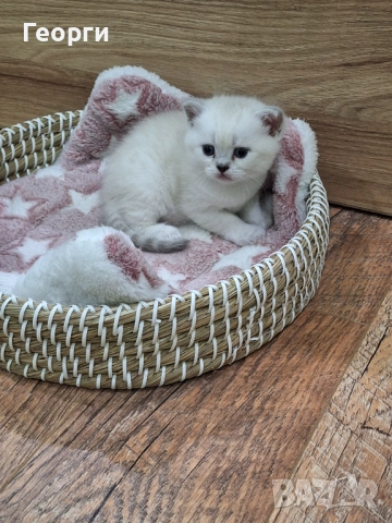 Британски късокосмести, снимка 6 - Британска късокосместа - 52717297