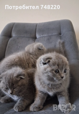 Шотландски клепоухи котета, снимка 10 - Други - 54306641