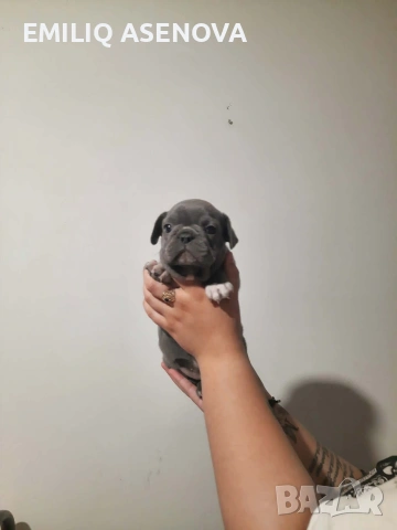 Френски Булфог, снимка 5 - Френски булдог - 54175204