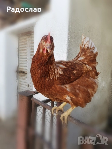 Ярки Ломан Браун за яйца, кокошки Носачки, петли , снимка 4 - Кокошки и пуйки - 41425416