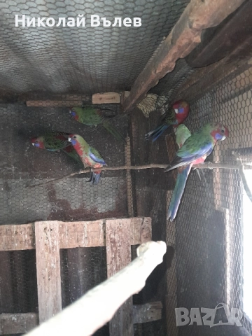 Пенанти , снимка 11 - Папагали - 52105277
