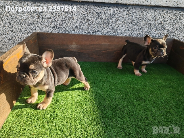 Френски булдог , снимка 5 - Френски булдог - 52372599