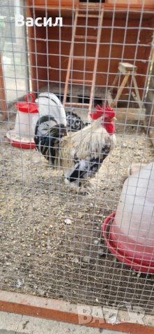 Млади петлета , снимка 9 - други­ - 51004870