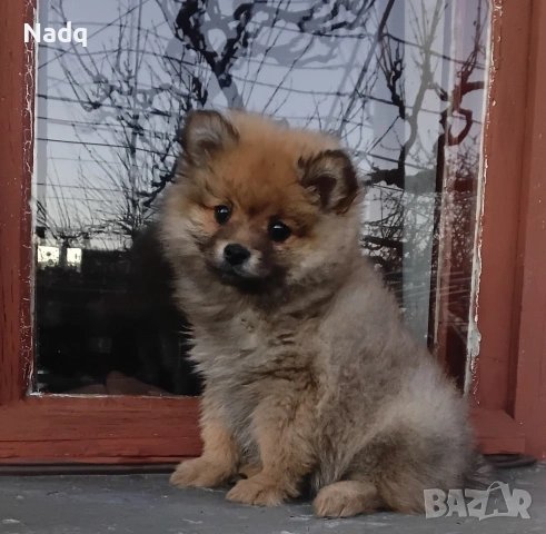 Померан , снимка 2 - Померан - 54139118