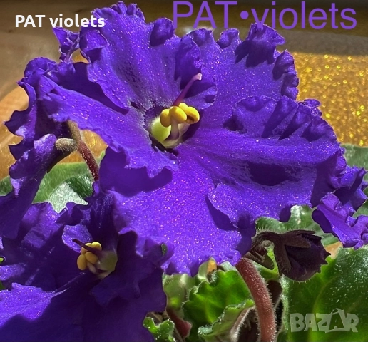 Saintpaulia Сейнтполия Сентполия African Violet Aфриканска теменужка стайна теменужка Фiалка, снимка 2 - Стайни растения - 50025772