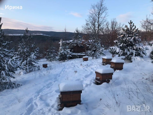 Къща, пчелин и двор с големи дървета, снимка 13 - Парцели - 51394109