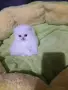 КОТЕНЦЕ УНИКАТ.МОМЧЕНЦЕ, снимка 2