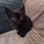Малки котенца търсят своя дом, снимка 8