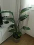 Живо растение Стрелиция Николай – 100 см + декоративна кашпа, снимка 1