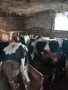 Продавам телета угоени , снимка 4