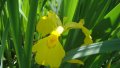 Блатна перуника (Iris Pseudacorus), снимка 1 - Градински цветя и растения - 30772495