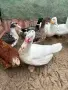 Продавам патици , снимка 3