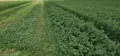 Рулонни бали люцерна,ливадно сено!, снимка 1