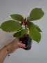 Колерия, kohleria red, снимка 1