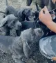 кученца Кане корсо, снимка 7