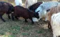 свободни 6 кози + 2 ярета , снимка 2