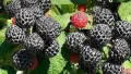 Черна малина  сорт-Zmeur negru Black Jewel, снимка 3