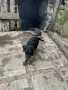 Немски ловен териер., снимка 2