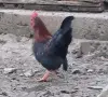 Петле , Петел Малайзиатска Сарама , снимка 7