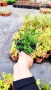 Промо пакет от 6 бр студоустойчиви растения, снимка 14