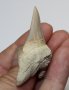 Фосилен зъб на акулата Otodus Obliquus - Плиоцен (5 - 66 Ма), снимка 3