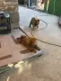 Чау - Чау  💙🐾🐶 Най-пухкавите Чау Чау бебета очакват своите нови семейства , Много скоро 🎉🪭❤️✨🐾🥰🐩➡️⤵️, снимка 6