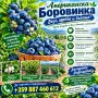 Американска боровинка, снимка 5