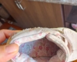 Маркови обувки за момиченце next , снимка 2