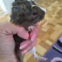 Сладки морски свинчета, снимка 1