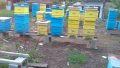 Пчелни отводки, снимка 7