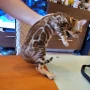 Бенгалски котета, снимка 14