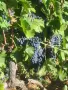 🍇 Продавам качествено грозде Болгар, Мелник 55 и Широка мелнишка – директно от производител, снимка 4