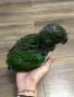 Ръчно хранен Еклектус на 90 дни, снимка 4