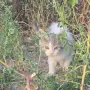 Котета на два месеца и майката на една годинка, снимка 2