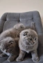 Шотландски клепоухи котета, снимка 10