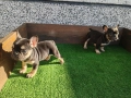Френски булдог , снимка 5